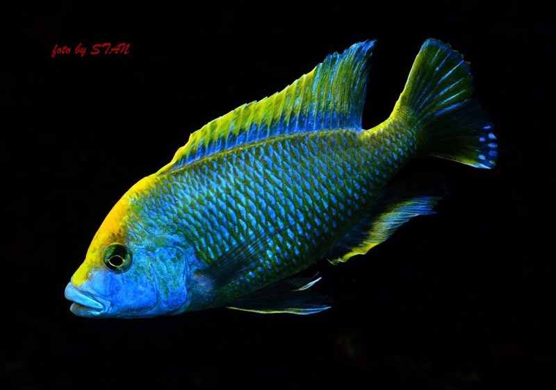 Nimbochromis venustus